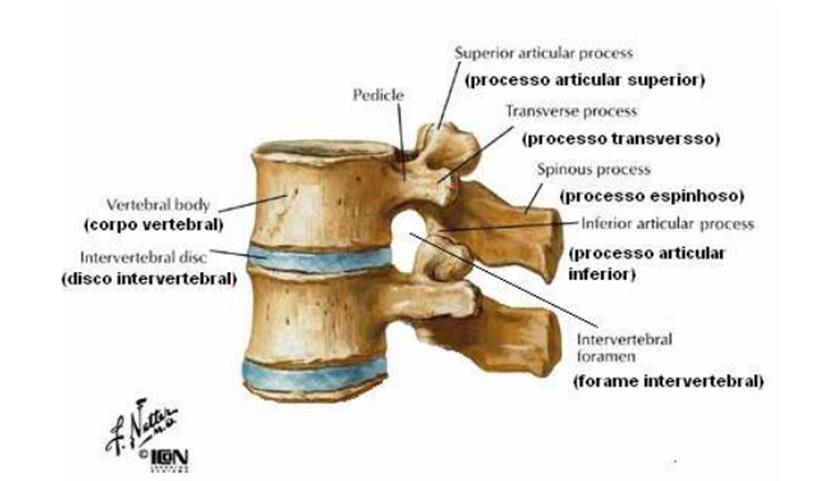 23 vertebrais são do tipo sínfises cartilaginosas, não possuem líquido sinovial e têm como função o suporte do peso corporal, conforme figura 3. (BARBOSA, 2010).