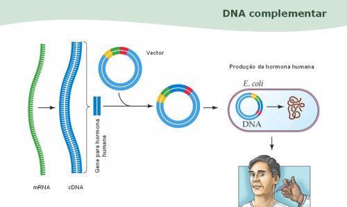 CONSTRUÇÃO DE BIBLIOTECAS DE cdna cdna : DNA sintetizado a partir do mrna usando a