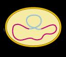 Ciclo Lítico e Lisogênico DNA do fago Cromossomo bacteriano Ciclo lítico Ocasionalmente, o profago solta-se do cromossomo bacteriano e inicia um ciclo lítico As sucessivas divisões celulares geram