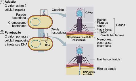 6) Ciclo