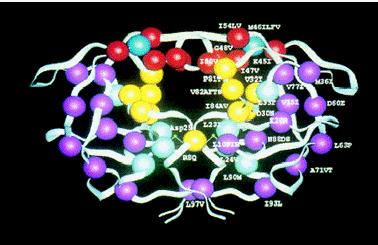 Introdução 9 Figura 2. Estrutura cristalográfica da protease de HIV mostrando os sítios de mutações selecionadas por inibidores da protease mais freqüentes. 1.5.