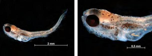 128 3A 3B Figura 3. Família Characidae.