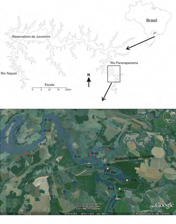 Figura 1. Localização das estações de amostragem. Fonte: Google Earth, junho de 2011. (As cores representam diferentes ambientes: azul - rio Paranapanema; amarelo - lagoas e vermelho - tributários).