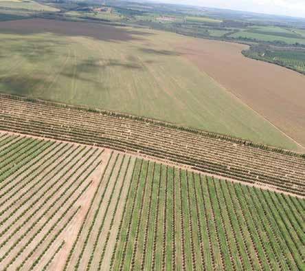 Plantio de borda paralelo à divisa do pomar GUSTAVO BARROSO que têm a presença de murtas e plantas de citros em pomares domésticos, resolvemos fazer