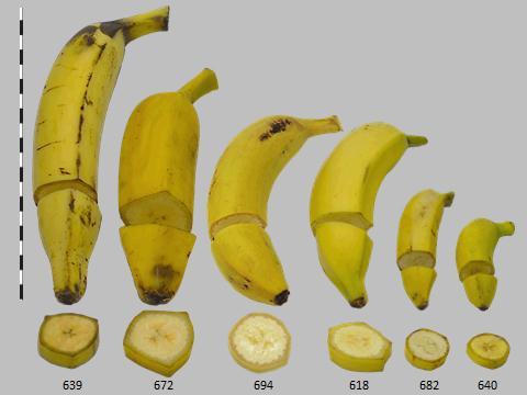 biodiversidade da dieta em