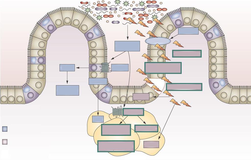 Propriedades & Mecanismos Lúmen intestinal Micróbios do intestino Ácidos biliares Ácidos graxos cadeia curta Quilomícrons Endotoxina PYY GPR41 Sistema Endocanabinoides Trânsito intestinal Angptl4