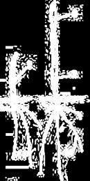 Cynodon Lolium Melinis Panicum Paspalum Pennisetum Setaria Ornamentais: Axonopus Forrageiras: Avena Grandes culturas: Avena Hordeum Triticum Triticosecale Modo de germinação Epígea Hipógea Hipógea