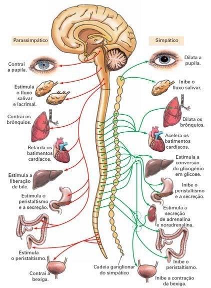 Organização Anatômica Geral nervos cranianos diminui