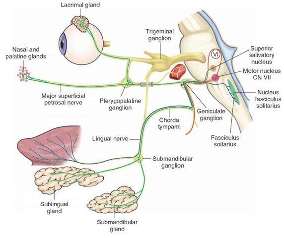 Inervação Parasimpática das Glândulas Lacrimais, Salivares e Mucosas Nasal e Oral Ação do Simpático