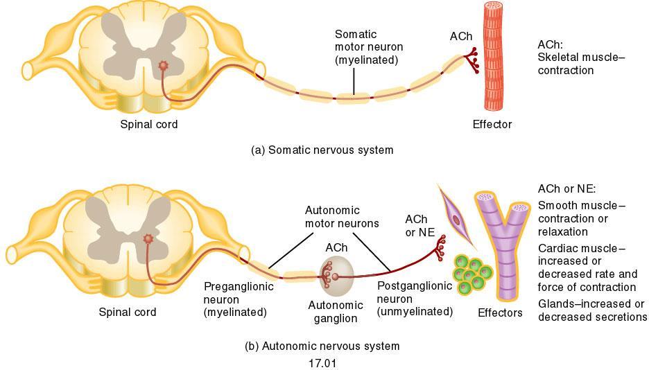 Diferenças entre SNMotor e SNAutônomo: a) função: controla funções involuntárias mediadas pela atividade de fibras musculares