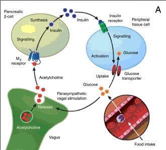 Receptor Tipo M 3 - presente no Pâncreas Endócrino