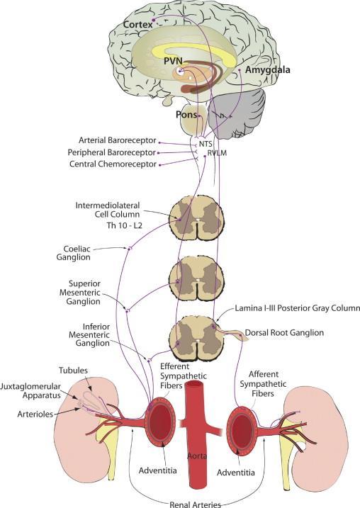 Inervação Simpática dos vasos sangüíneos Renais Ação do Simpático vasoconstrição