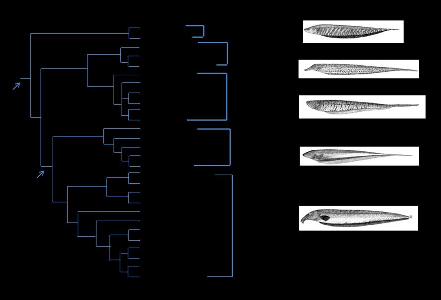 12 Figura 3 - Filogenia proposta por Albert & Crampton (2005), com modificações na imagem original. 1.2. A FAMÍLIA RHAMPHICHTHYIDAE Os trabalhos publicados até agora sobre a família Rhamphichthyidae