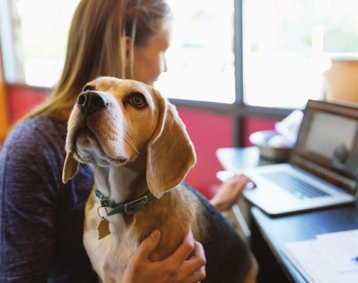 3 CRIAR REPUTAÇÃO ATRAINDO TALENTO E MILLENIALS O Pets at Work contribui para o aumento da reputação da sua empresa promovendo o bem