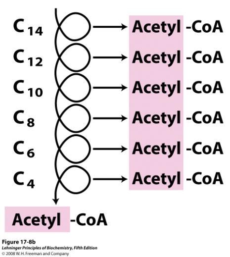 -oxidação ocorre em 4 etapas: 1 A cada ciclo são