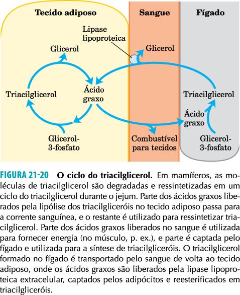 no FÍGADO e