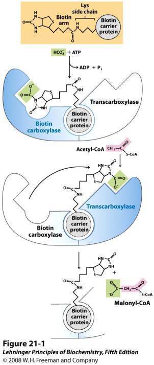 Acetil-CoA Carboxilase (ACC) ACC utiliza bicarbonato e ATP e biotina Síntese de Ácidos Graxos Etapas Transporte de acetil-coa para o citossol sob a forma de