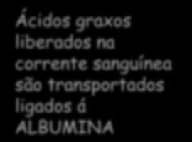 Lipases são ativadas por Glucagon e Adrenalina Como isso ocorre?