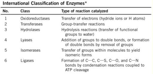 7 Translocases The movement of ions or molecules across membranes or their separation within membranes *Most enzymes catalyze the transfer of electrons, atoms or functional groups.