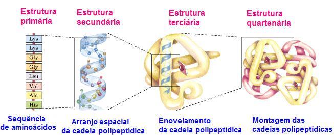 7 ENZIMAS: polipeptídeos que catalisam uma reação com certo grau de especificidade Características As enzimas são catalisadores de todas as reações que ocorrem nos seres vivos CATALISADOR - acelera a