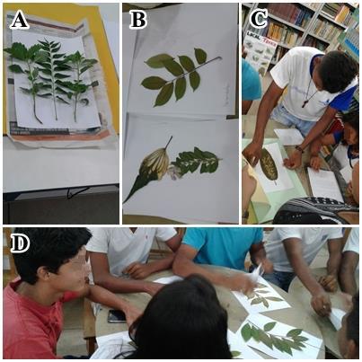 Figura 03: Montagem prévia do herbário pelos alunos. A: Exemplares de plantas toxicas recém coletadas. B: Duplicatas previamente montadas pelos bolsistas. C e D: Processo de montagem do herbário.