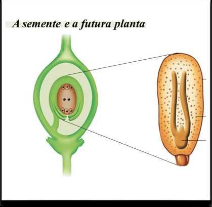 Após fecundação Zigoto (2n) > Embrião (2n).