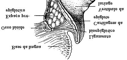 I NTRODUÇÃO 2 A Figura 1 é uma representação esquemática da anatomia do EPE e de seus limites, a partir de um corte sagital da laringe.