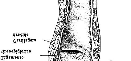 de Dursun et al.