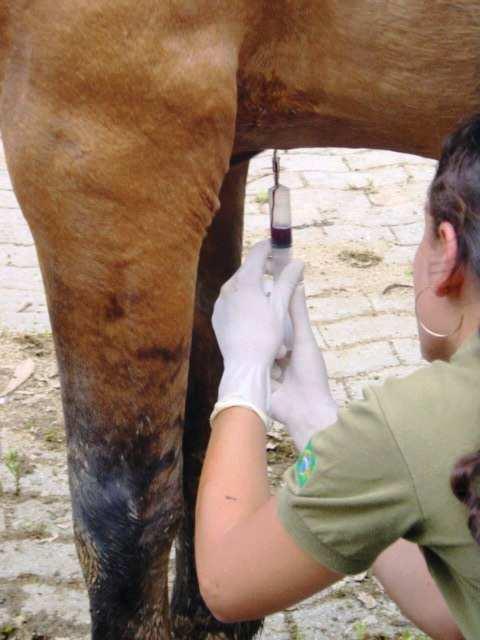 12 2.2.1. Medula óssea As CTM da medula óssea foram coletadas a partir do esterno de cada cavalo por meio de punção biópsia aspirativa, com o animal em estação, contido por um cabresto.