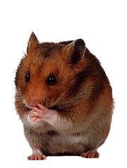 DESAFIO Vacinação dos Hamsters Inoculação de doses