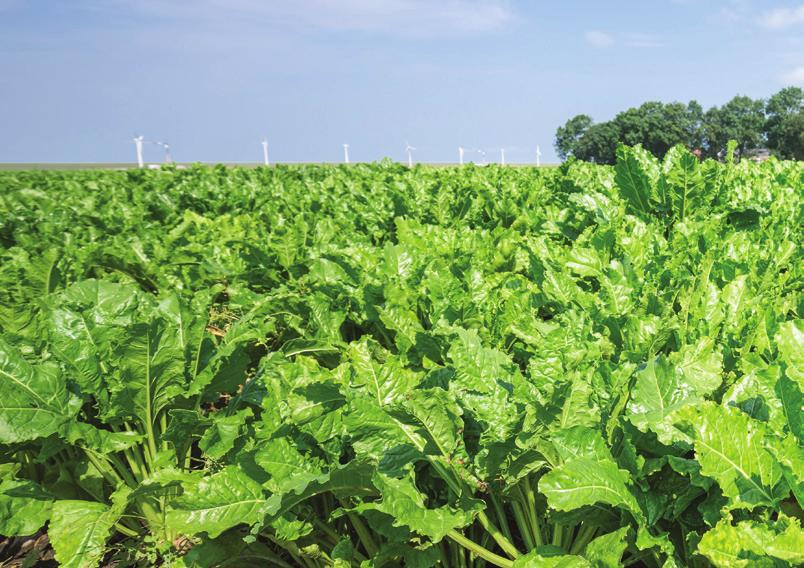 indd 5 Pagamento justo e retorno rápido aos agricultores Desempenho de evaporação Meça pol e brix diretamente na cana / brei ou suco preparado