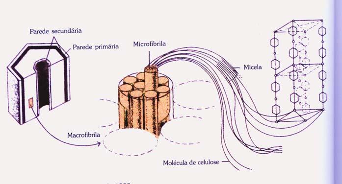 Fonte: Glória e Guerreiro (2003). Figura 1 Estrutura da parede celular. Fonte: Sjöström (1981).