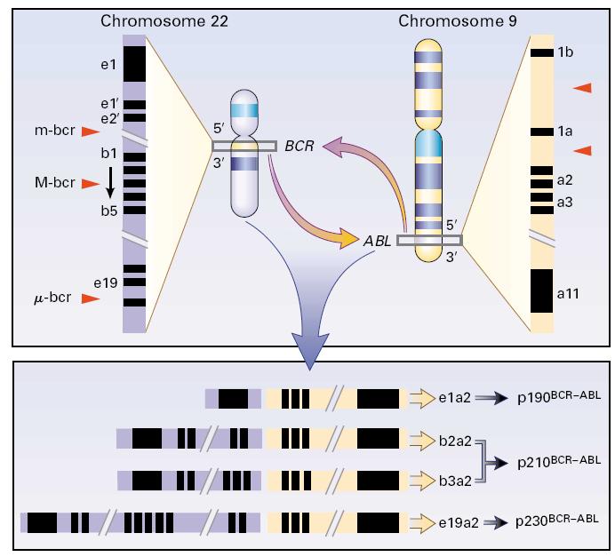 Cromossoma 22 Cromossoma 9 e13a2 e14a2 Figura 8. A translocação t(9;22)(q34q11) na LMC.