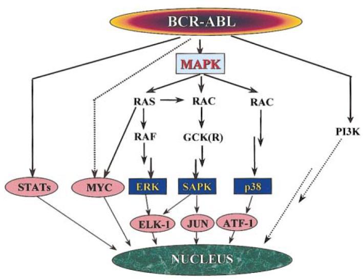 Figura 10. Vias de sinalização com potencial mitogénico nas células BCR-ABL positivas.