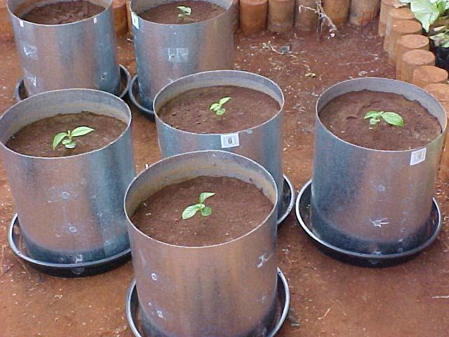 trichotoma), no estágio inicial do experimento (Casa de Vegetação- Campus UNIJUÍ).