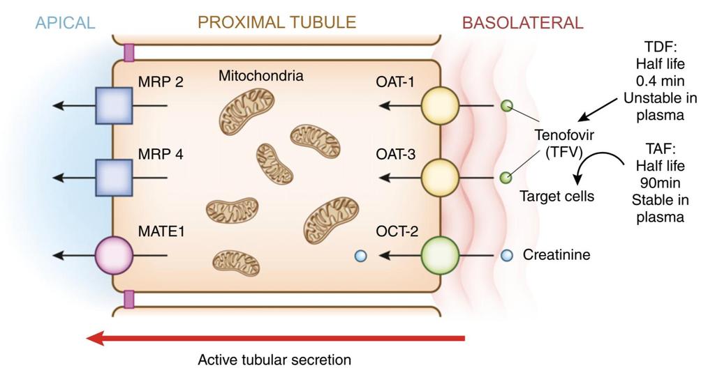 TDF (Tenofovir Disoproxil Fumarato) e TAF (Tenofovir