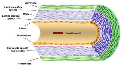 Exame Histopatológico Os vasos sanguíneos são compostos por três camadas ou túnicas: Íntima - camada de células endoteliais apoiada numa camada de