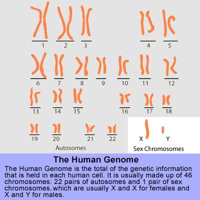 Cariótipo Humano