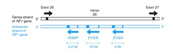 Peculiaridades da organização gênica: Três genes