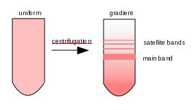 50% do genoma humano é constituído de DNA repetitivo