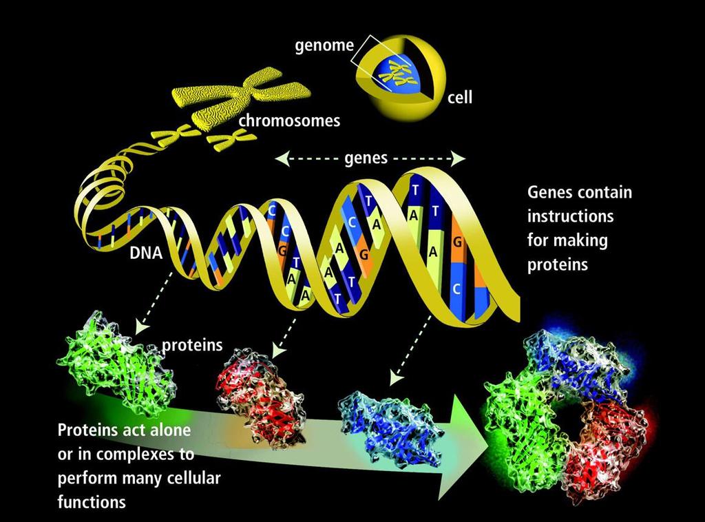 DNA a molécula da vida Cada célula humana tem: 46 cromossomos 2 metros de DNA 3 bilhões de subunidades de