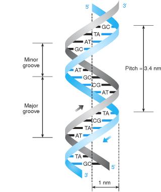 do DNA