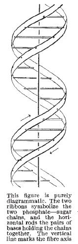 estrutura de dupla hélice do DNA.