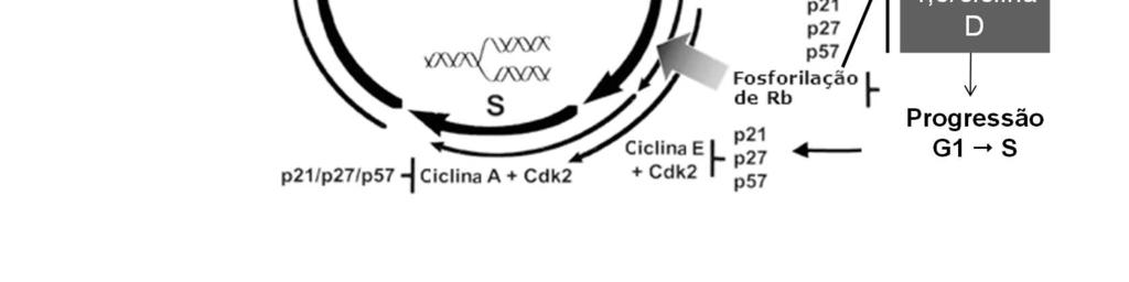 Proteínas da família INK4 ligam e inibem especificamente CDK4 e CDK6 e