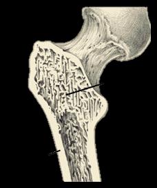 Relatório de Estágio: Farmácia Oliveira Na estrutura óssea existem dois tipos de ossos, que se distinguem pela sua estrutura, função mecânica e metabólica: o osso cortical e o trabecular (Figura 3)