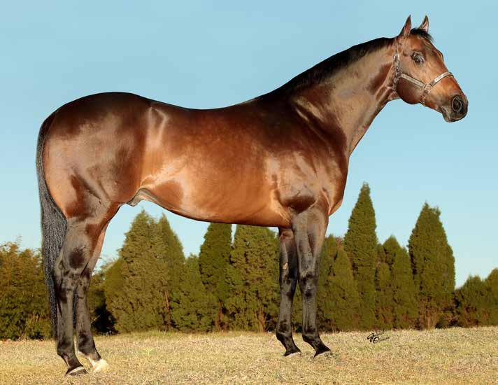 MIRACLE STREAK 2003 - CASTANHO STREAKIN LA JOLLA x DASHS CO ED (FIRST DOWN DASH) AAAT-104. U$ 139.254,00.