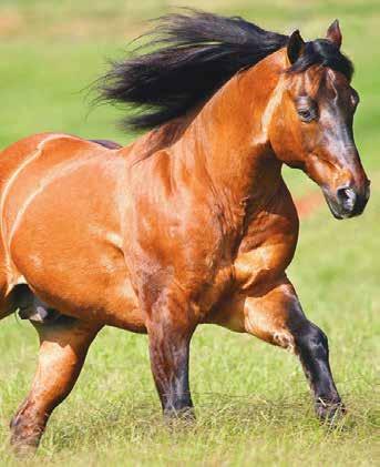 000,00, ENTRE ELES, O CAMPEÃO MUN- DIAL AQHA 2008 RÉDEAS /AB SR, SLIP SLYDUN AWAY.