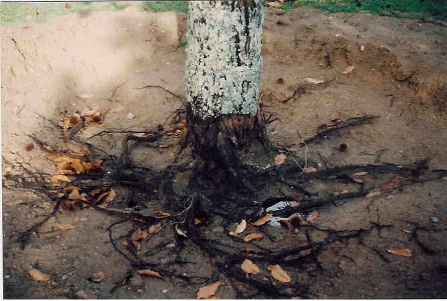 Doença da tinta Consiste no escurecimento da árvore por baixo da casca. Esta doença está associada a dois fungos que afetam o sistema radicular, limitando ou impedindo a circulação da seiva da árvore.