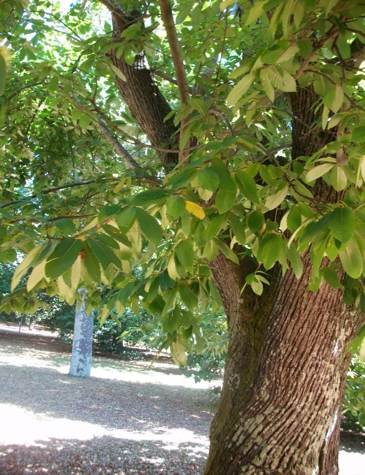 Castanea Sativa O castanheiro é uma árvore de grandes dimensões (20 a 30 metros) e de folha caduca verde.