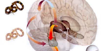 Imagem clara da cobra formada no córtex para resposta consciente 2.